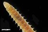 Arabella mutans (polychaete worm) from Charleston Harbor oyster reef
